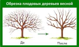 Правильная обрезка деревьев