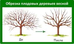 Правильная обрезка деревьев